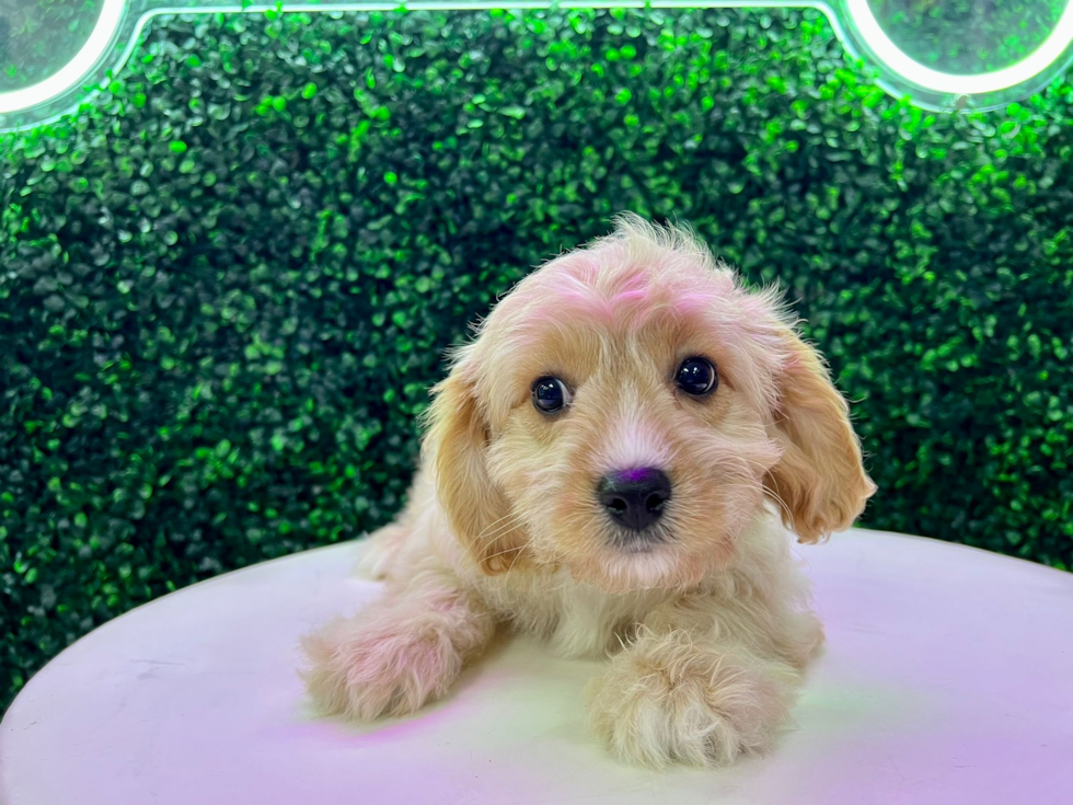 Cavachon Pup Being Cute
