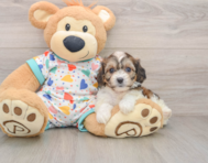 7 week old Cavachon Puppy For Sale - Puppy Love PR