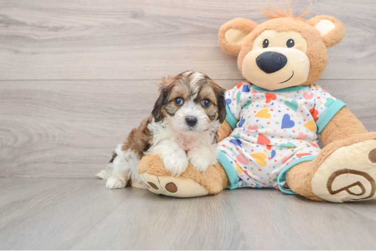 Smart Cavachon Designer Pup