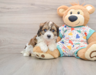 7 week old Cavachon Puppy For Sale - Puppy Love PR