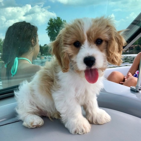 Cavachon Puppy For Sale - Puppy Love PR