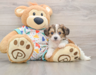 7 week old Cavachon Puppy For Sale - Puppy Love PR