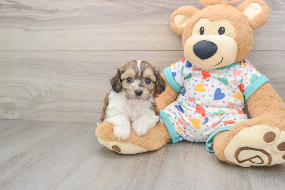 Cavachon Puppy for Adoption