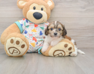7 week old Cavachon Puppy For Sale - Puppy Love PR