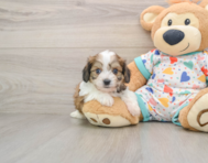 5 week old Cavachon Puppy For Sale - Puppy Love PR