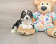 7 week old Cavachon Puppy For Sale - Puppy Love PR