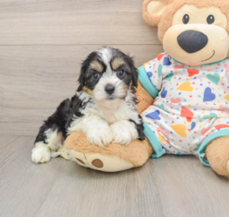6 week old Cavachon Puppy For Sale - Puppy Love PR
