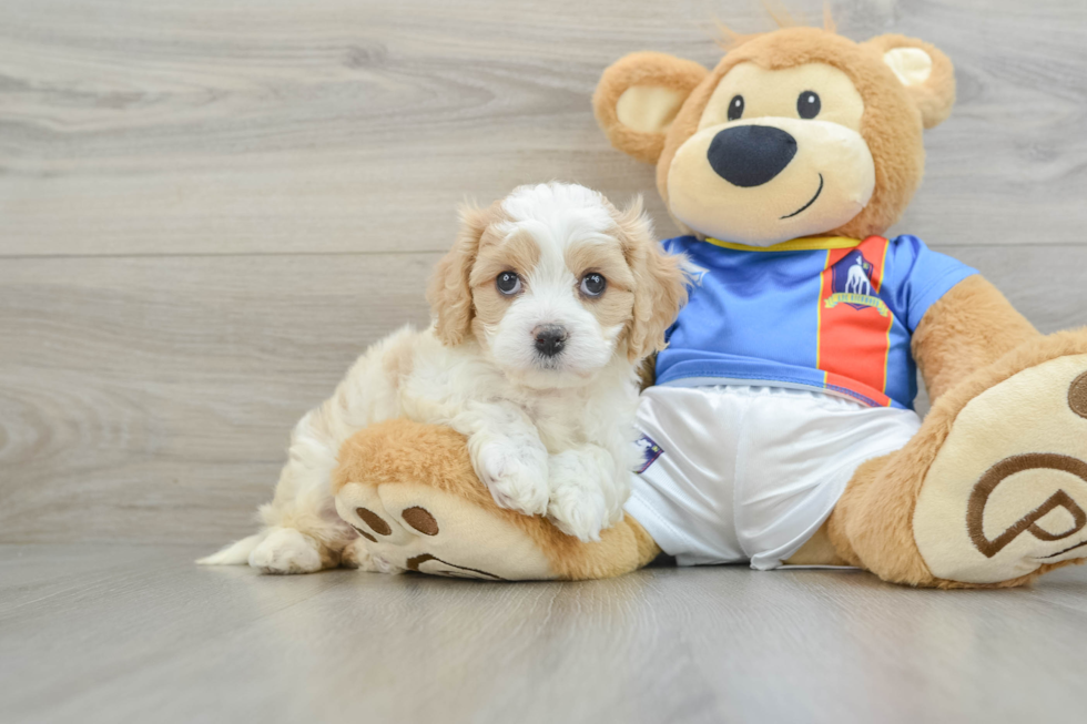 Cavachon Pup Being Cute