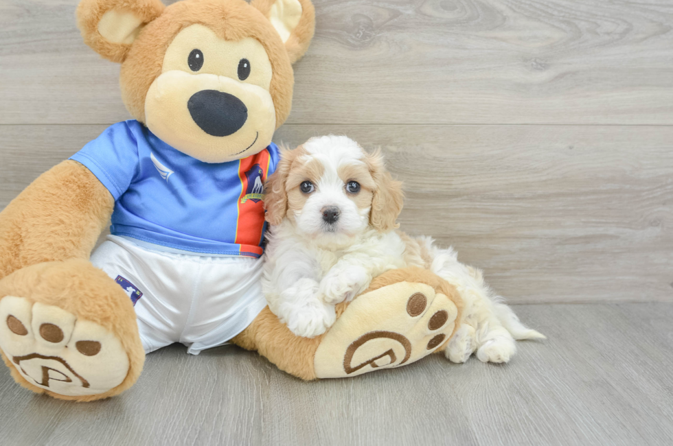 6 week old Cavachon Puppy For Sale - Puppy Love PR