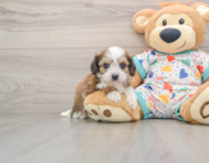 6 week old Cavachon Puppy For Sale - Puppy Love PR