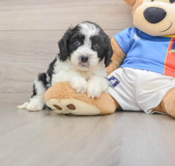 6 week old Cavachon Puppy For Sale - Puppy Love PR
