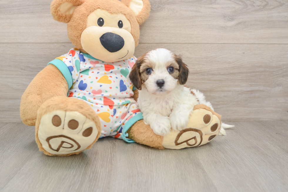 Friendly Cavachon Baby