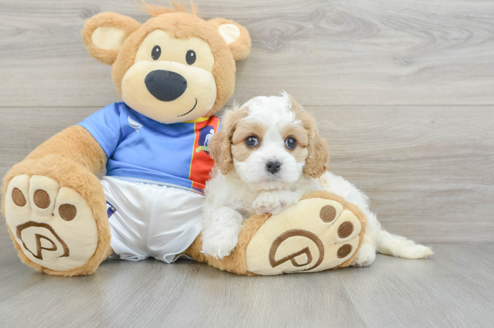 6 week old Cavachon Puppy For Sale - Puppy Love PR