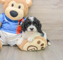 6 week old Cavachon Puppy For Sale - Puppy Love PR