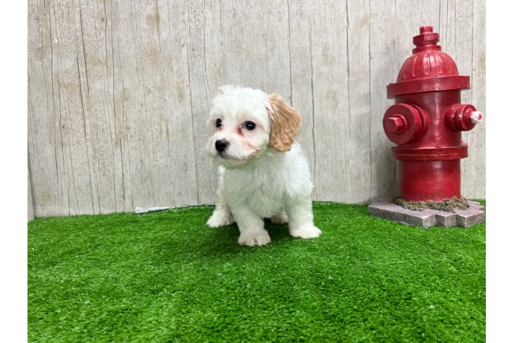 Cute Cavachon Baby