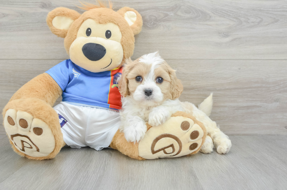 6 week old Cavachon Puppy For Sale - Puppy Love PR