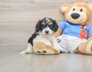 5 week old Cavachon Puppy For Sale - Puppy Love PR