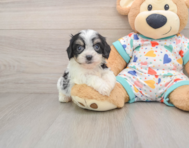 5 week old Cavachon Puppy For Sale - Puppy Love PR