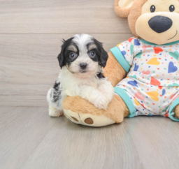 9 week old Cavachon Puppy For Sale - Puppy Love PR