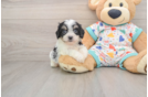 Cavachon Puppy for Adoption