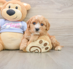 5 week old Cavachon Puppy For Sale - Puppy Love PR