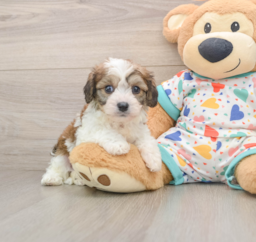6 week old Cavachon Puppy For Sale - Puppy Love PR