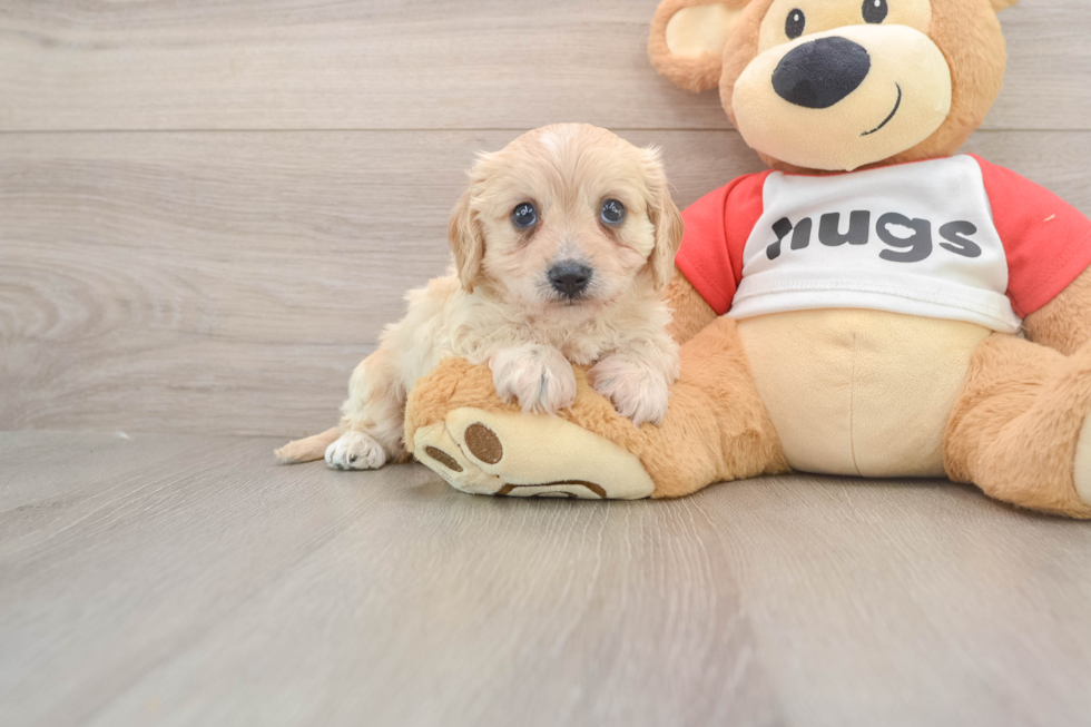 Best Cavachon Baby
