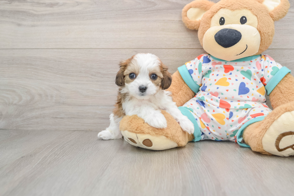 Cavachon Puppy for Adoption