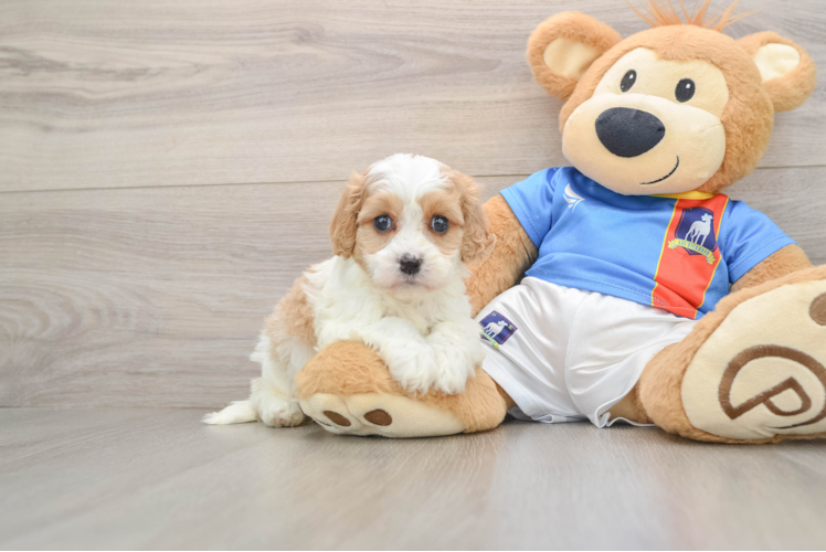 Cavachon Puppy for Adoption