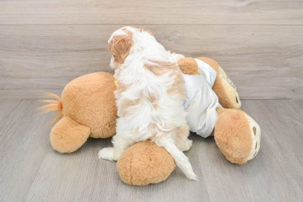 Cavachon Pup Being Cute