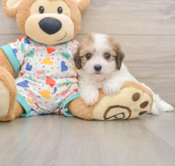 6 week old Cavachon Puppy For Sale - Puppy Love PR