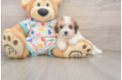Cute Cavachon Baby