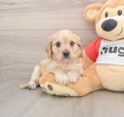5 week old Cavachon Puppy For Sale - Puppy Love PR