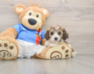 5 week old Cavachon Puppy For Sale - Puppy Love PR