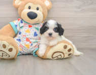 5 week old Cavachon Puppy For Sale - Puppy Love PR