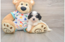 Fluffy Cavachon Designer Pup