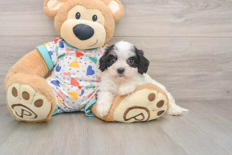 Fluffy Cavachon Designer Pup