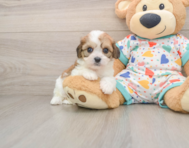 8 week old Cavachon Puppy For Sale - Puppy Love PR