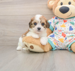 7 week old Cavachon Puppy For Sale - Puppy Love PR