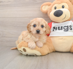 5 week old Cavachon Puppy For Sale - Puppy Love PR