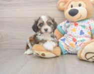 6 week old Cavachon Puppy For Sale - Puppy Love PR