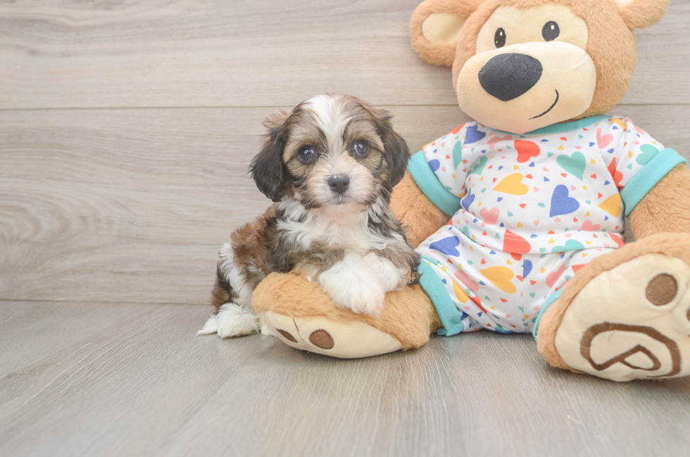 6 week old Cavachon Puppy For Sale - Puppy Love PR