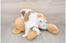 Energetic Cavalier Bichon Designer Puppy