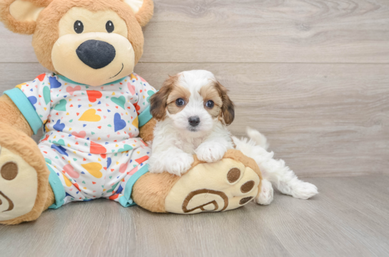 Cavachon Puppy for Adoption