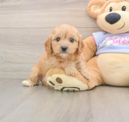 5 week old Cavachon Puppy For Sale - Puppy Love PR
