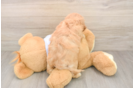 Cavachon Puppy for Adoption
