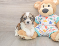 6 week old Cavachon Puppy For Sale - Puppy Love PR