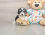 5 week old Cavachon Puppy For Sale - Puppy Love PR