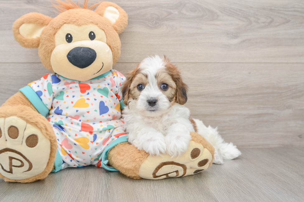 Funny Cavachon Designer Pup