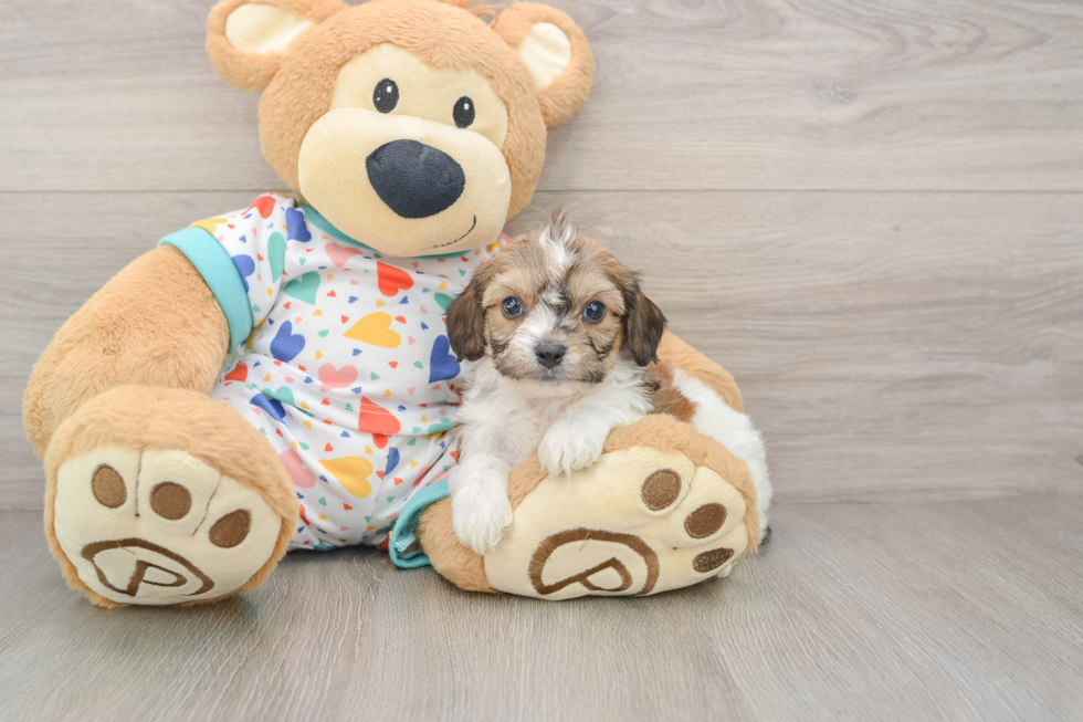 Cavachon Puppy for Adoption